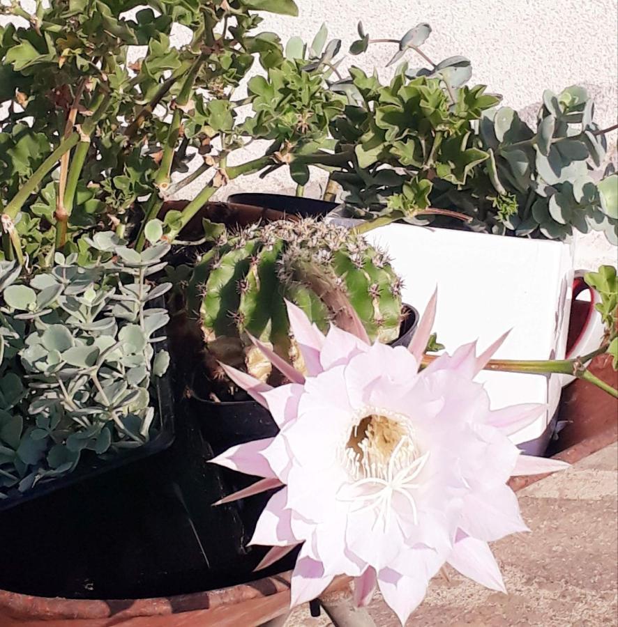 Il Faggio 17 B&B Artena Dış mekan fotoğraf