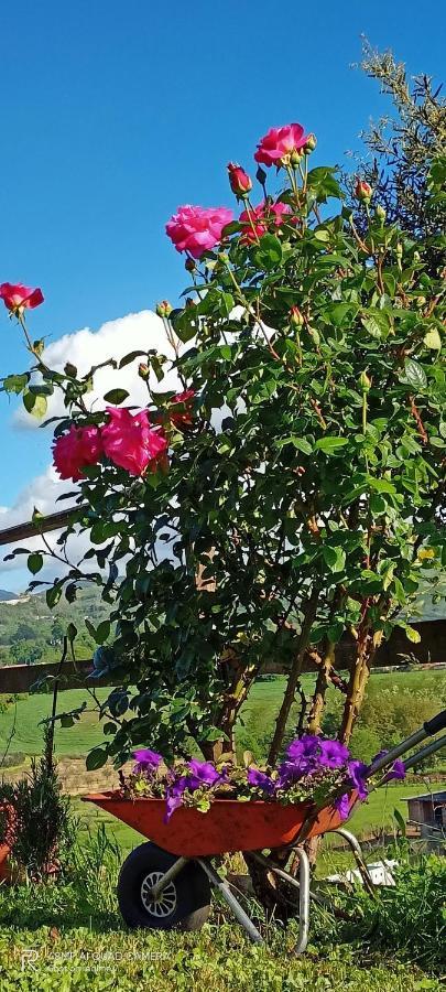 Il Faggio 17 B&B Artena Dış mekan fotoğraf